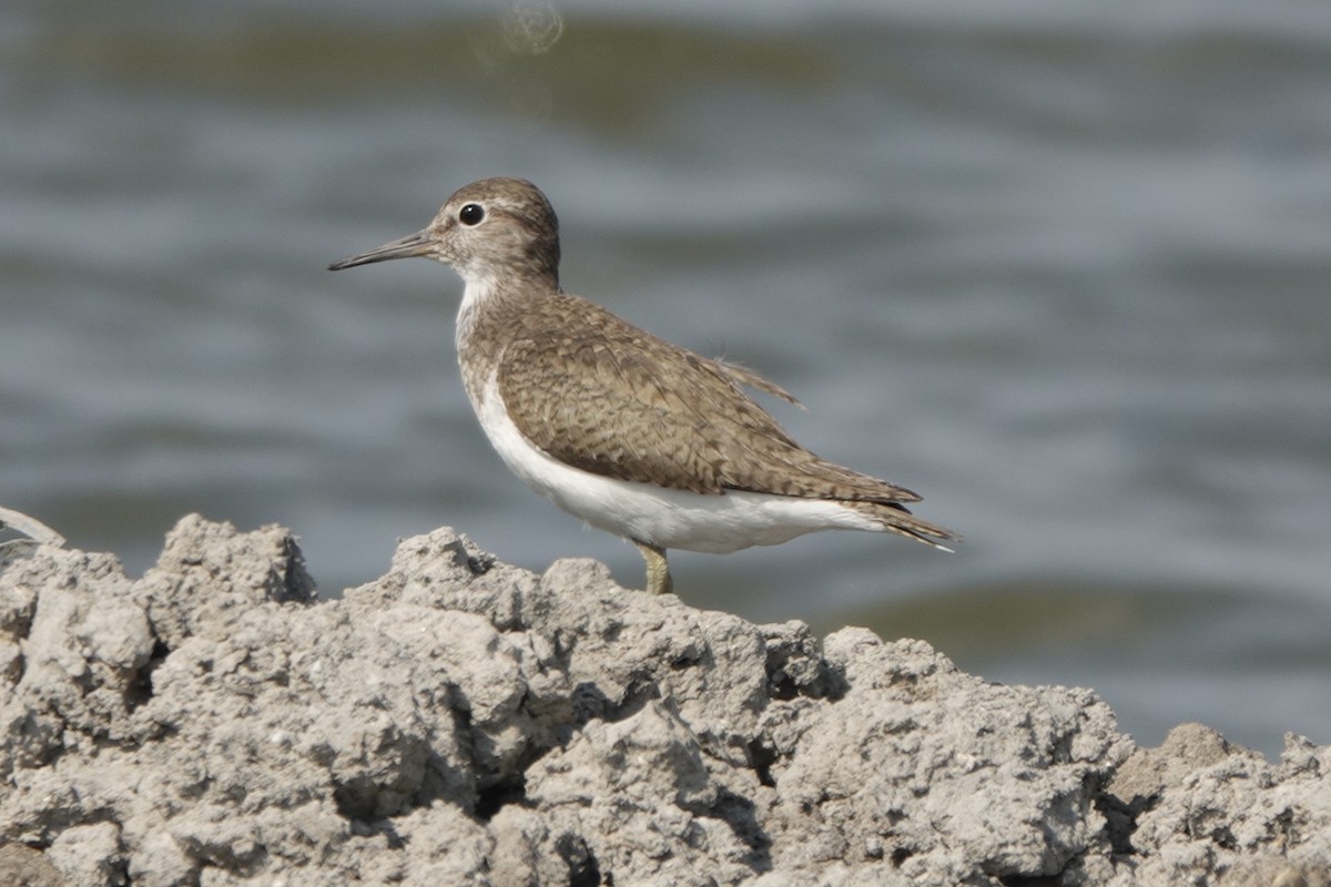 磯鷸 - ML640021695