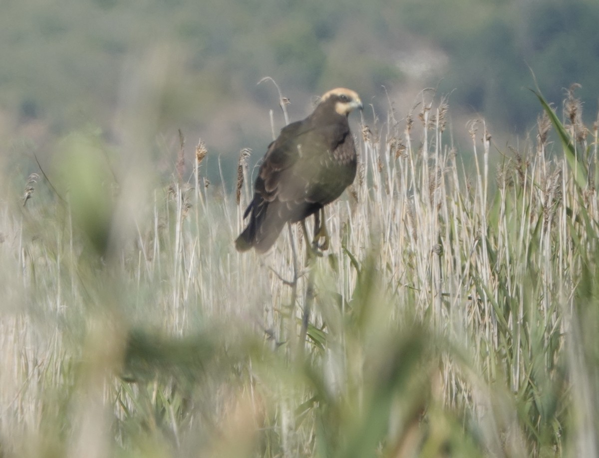 西方澤鵟 - ML640021705