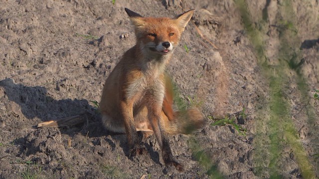 Rotfuchs - ML640021735