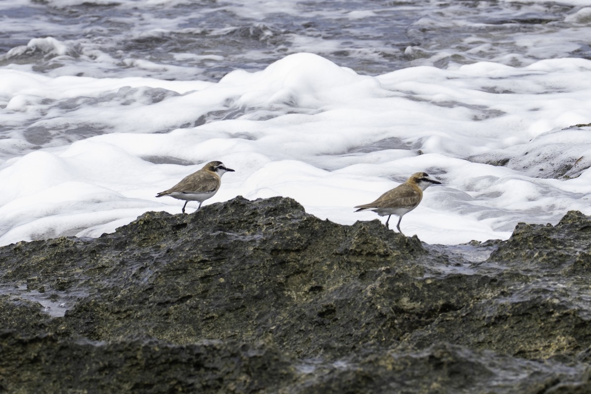 Greater Sand-Plover - ML640021775
