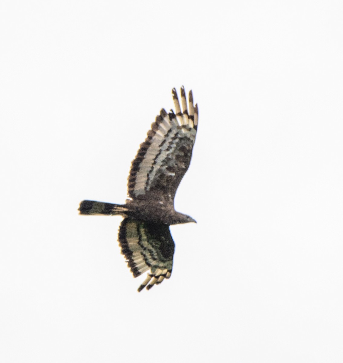 Falco pecchiaiolo orientale - ML640021851
