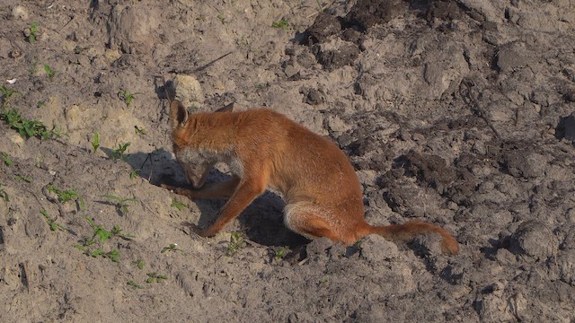 Rotfuchs - ML640021885