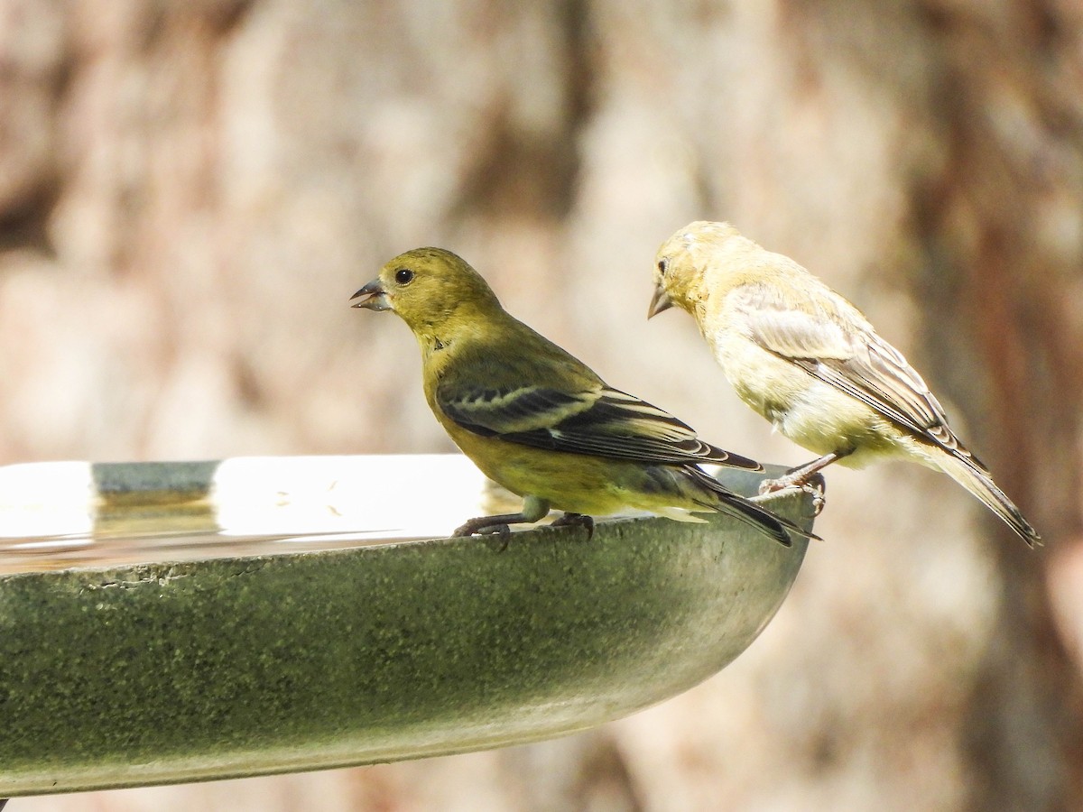 Lesser Goldfinch - ML640021930