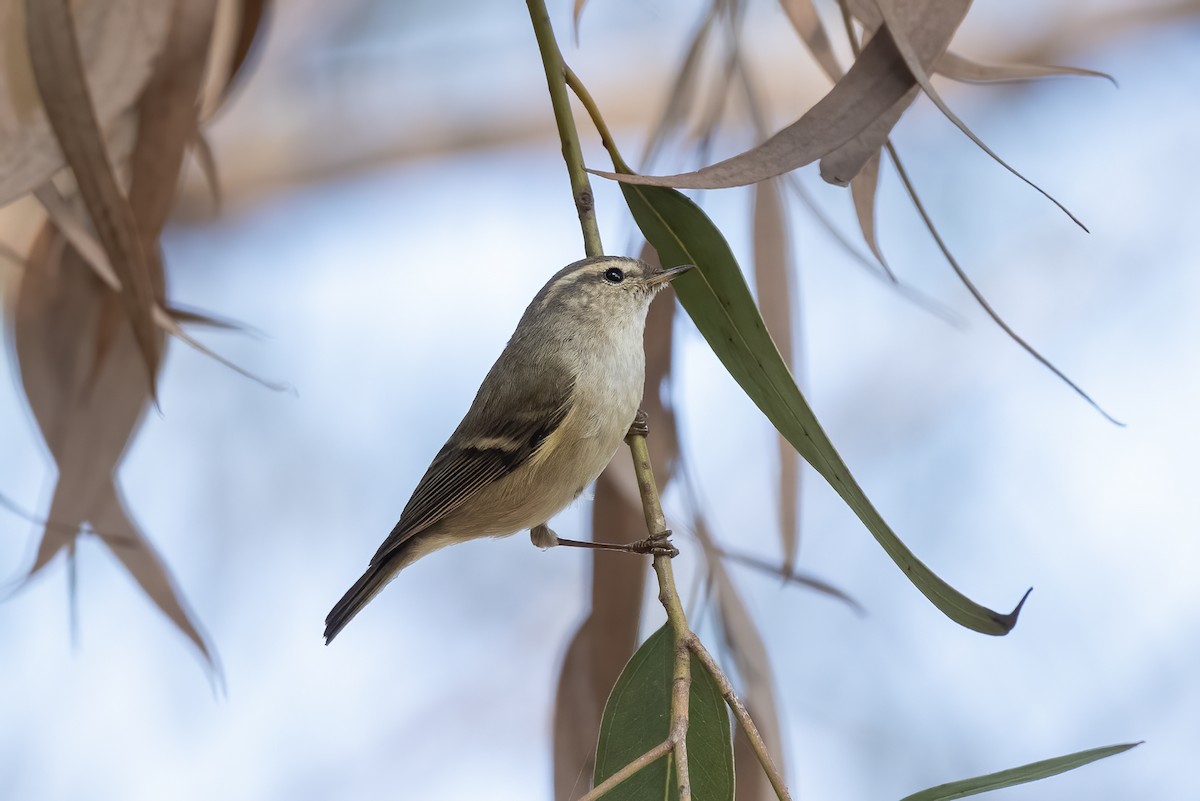 Hume's Warbler - ML640021942