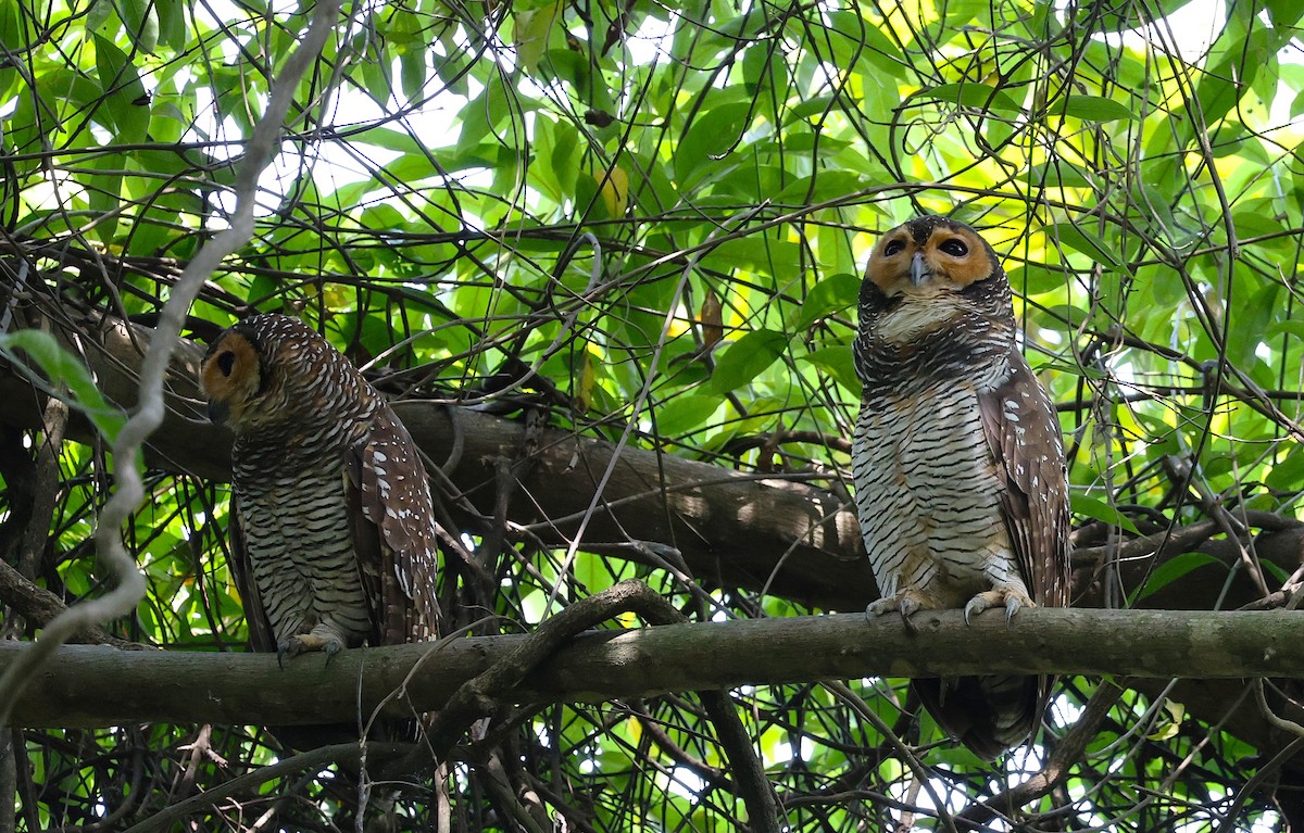 Spotted Wood-Owl - ML640022000