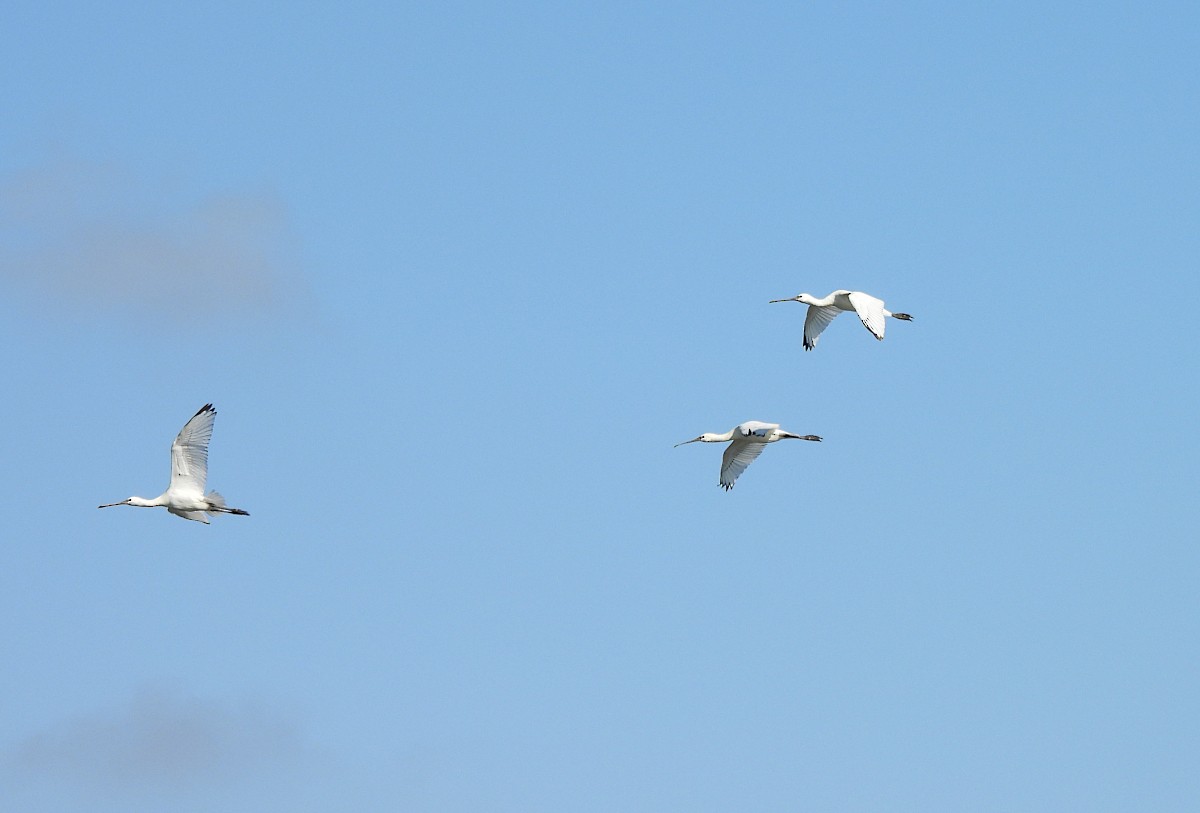 Eurasian Spoonbill - ML640022008