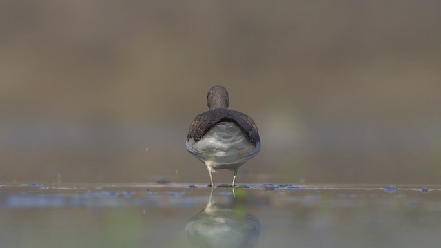 Waldwasserläufer - ML640022011