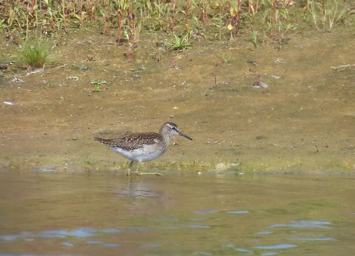 Wood Sandpiper - ML640022012