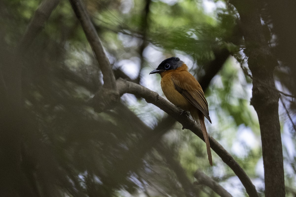 Malagasy Paradise-Flycatcher - ML640022030