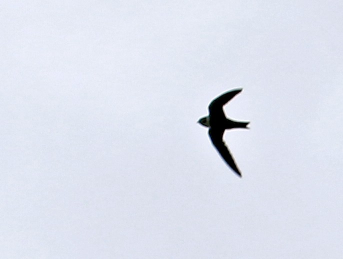 White-collared Swift - ML640022047