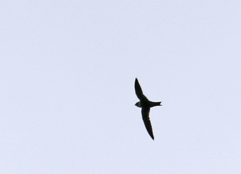 White-collared Swift - ML640022048