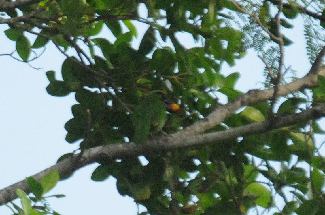 Black-banded Barbet - ML640022188