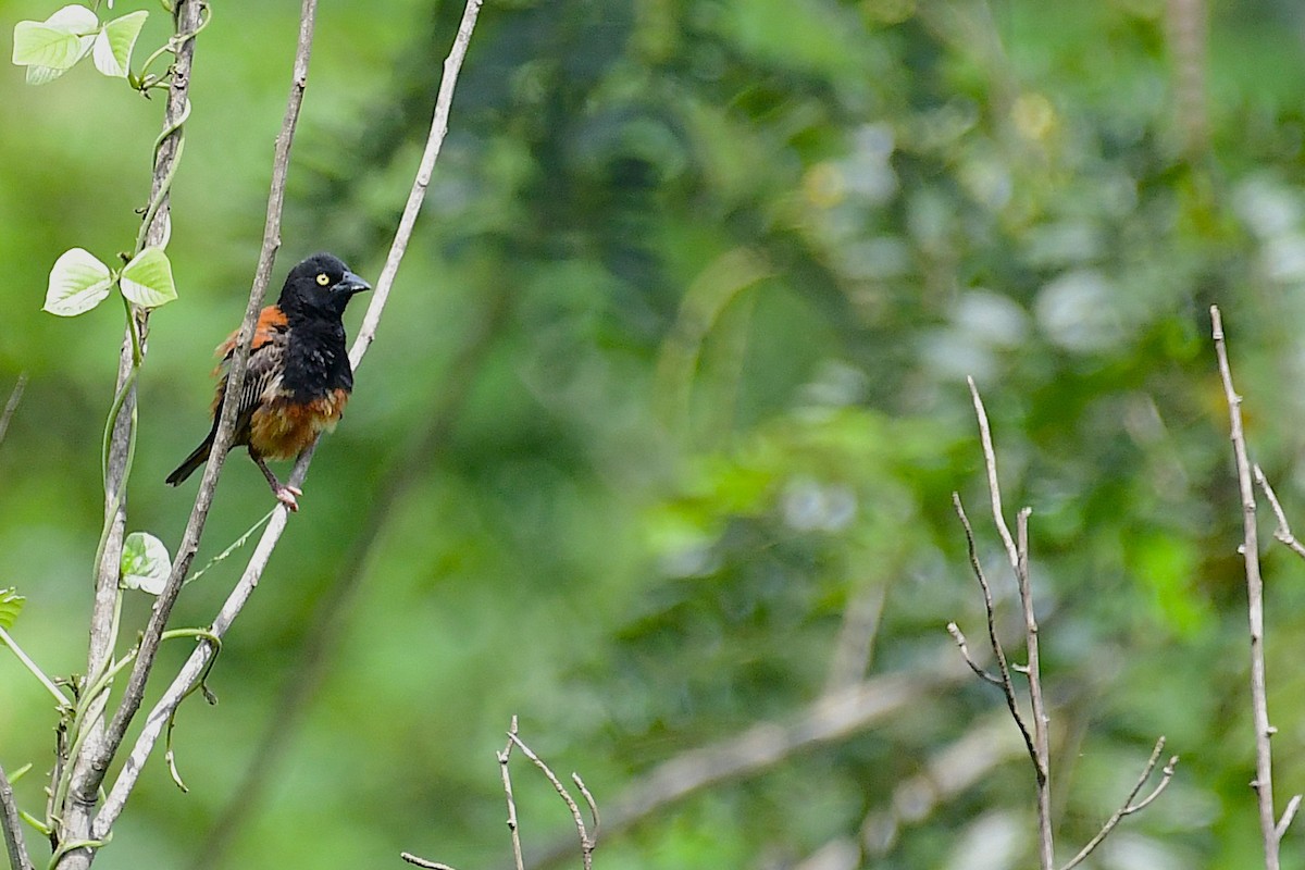 Chestnut-and-black Weaver - ML640022197