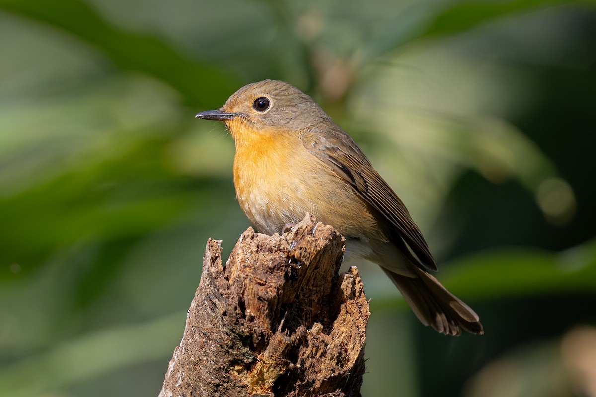 Hill Blue Flycatcher - ML640022217