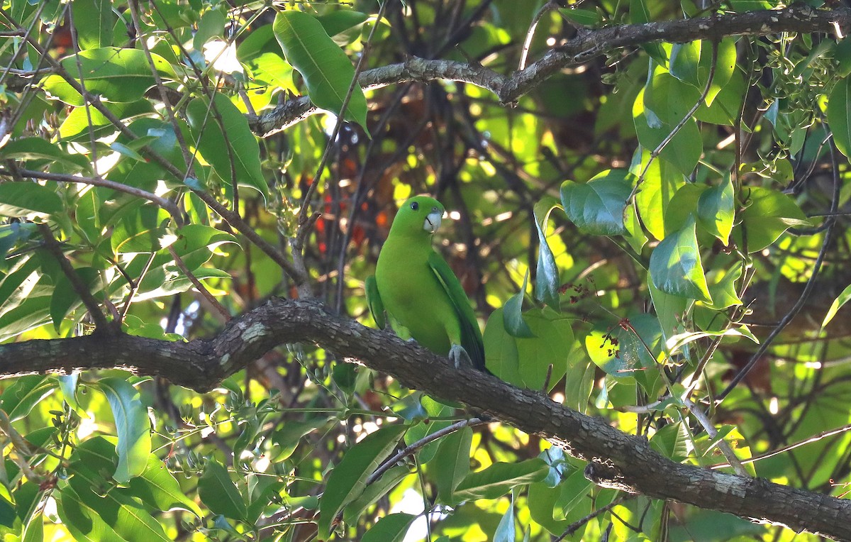 Green Racquet-tail - ML640022225