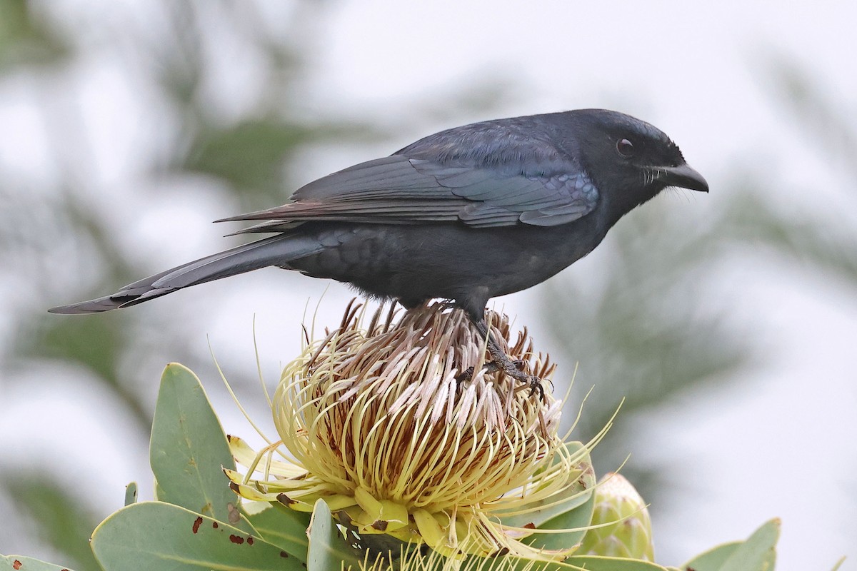 Fork-tailed Drongo (adsimilis Group) - ML640022229