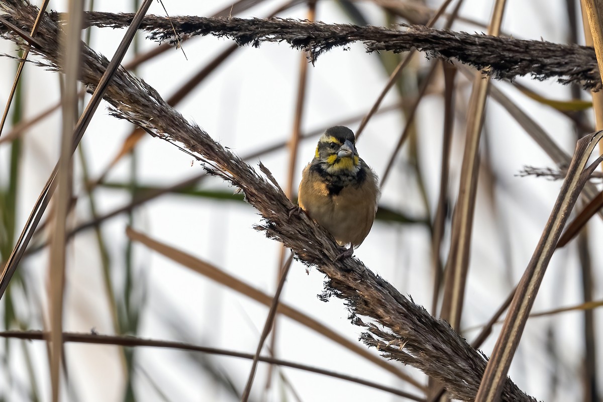 Black-breasted Weaver - ML640022233