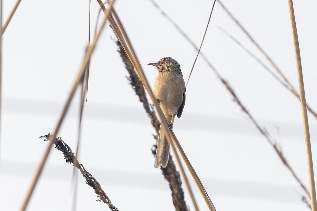 Striated Babbler - ML640022240