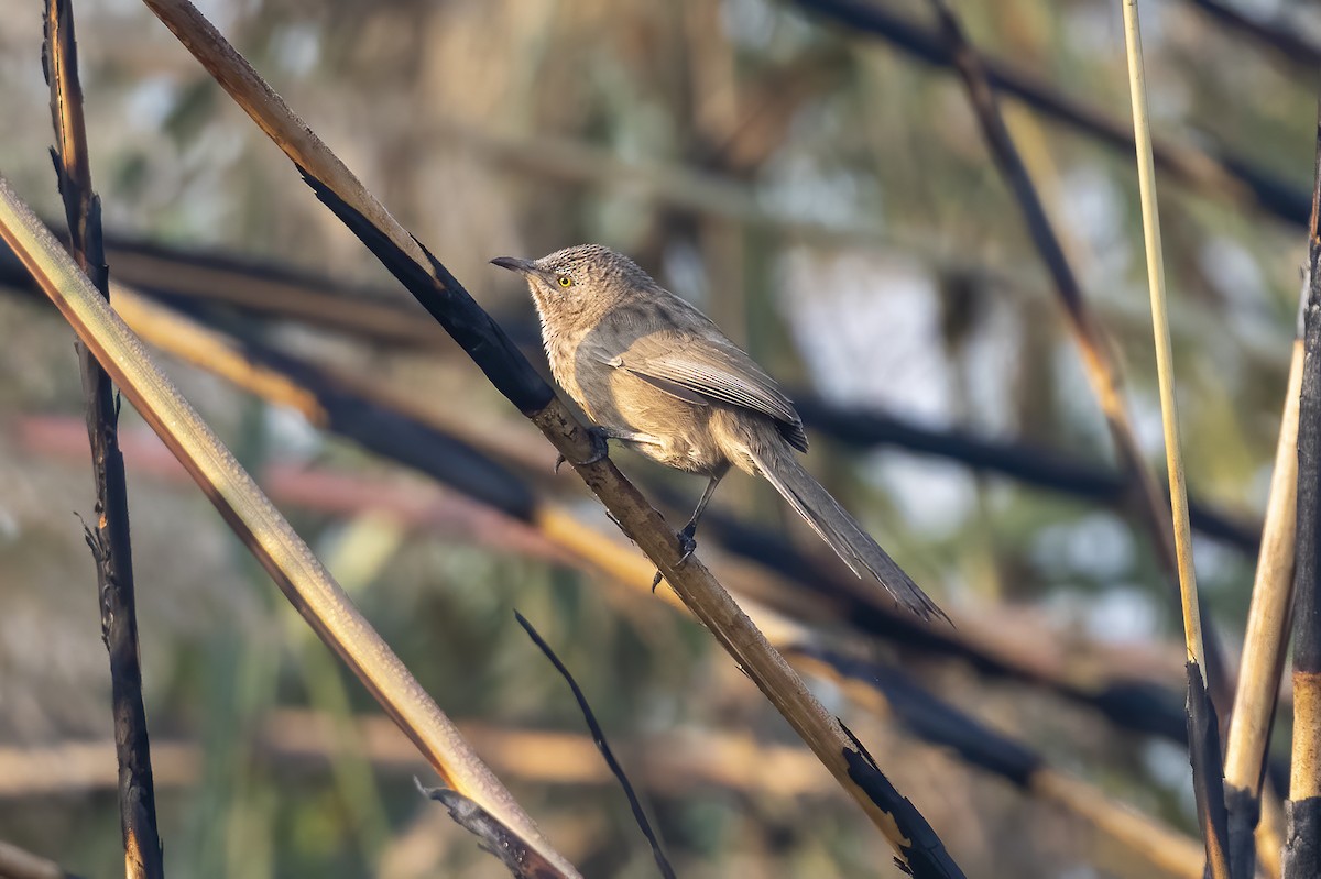 Striated Babbler - ML640022241