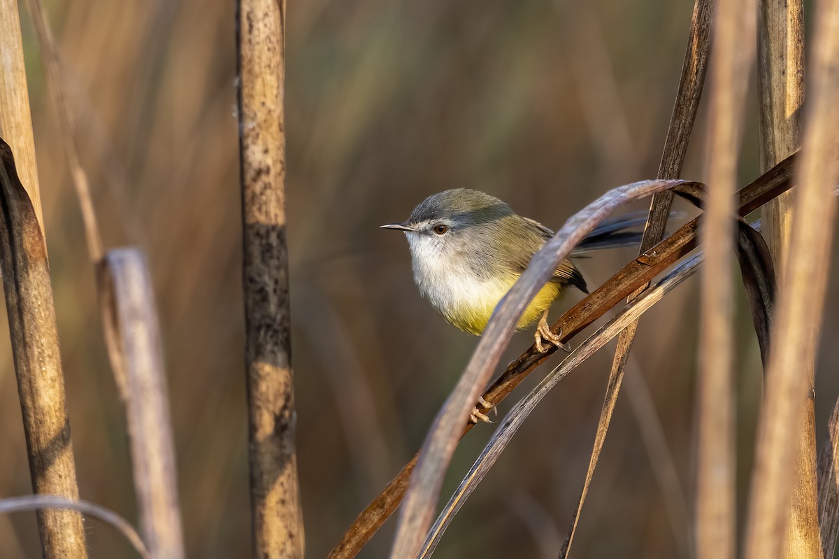 Yellow-bellied Prinia - ML640022246