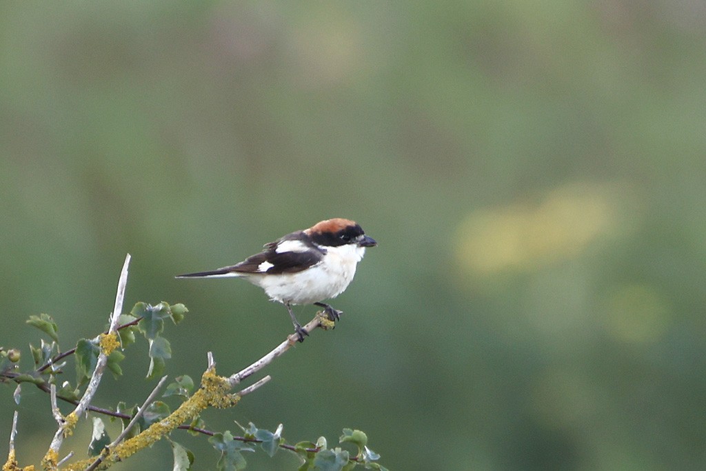 Woodchat Shrike - ML640022262