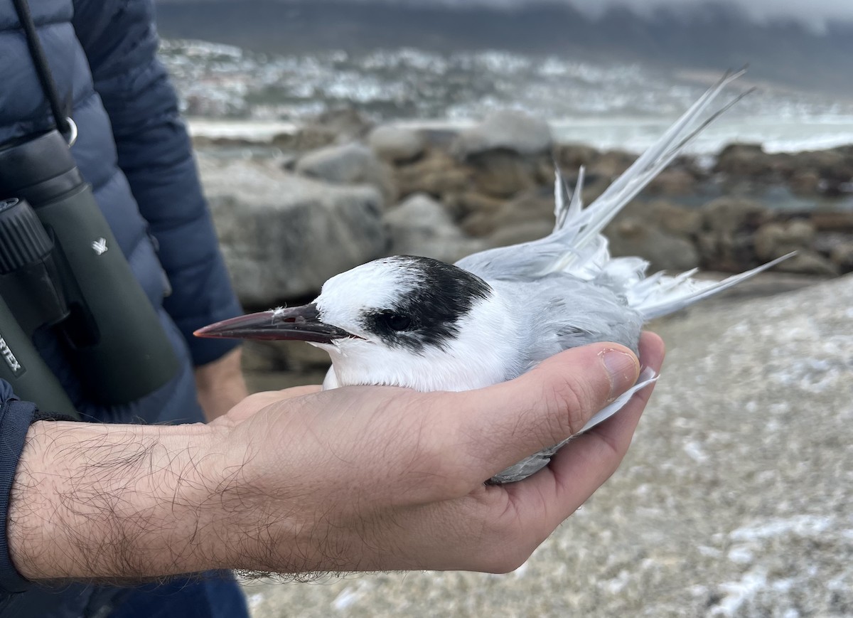 Antarctic Tern - ML640022266