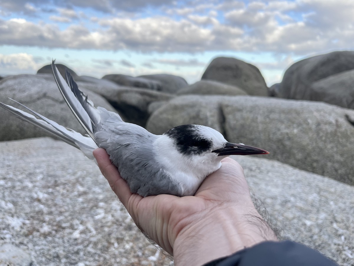 Antarctic Tern - ML640022267