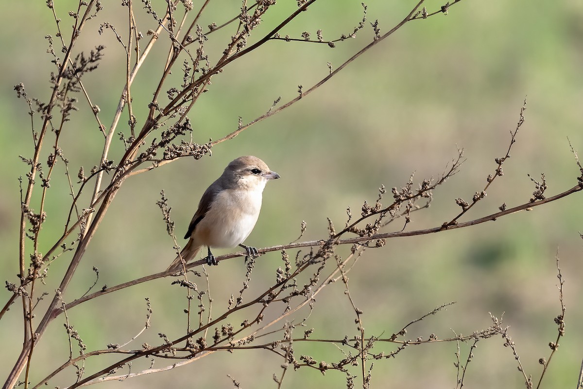 Isabelline Shrike - ML640022270