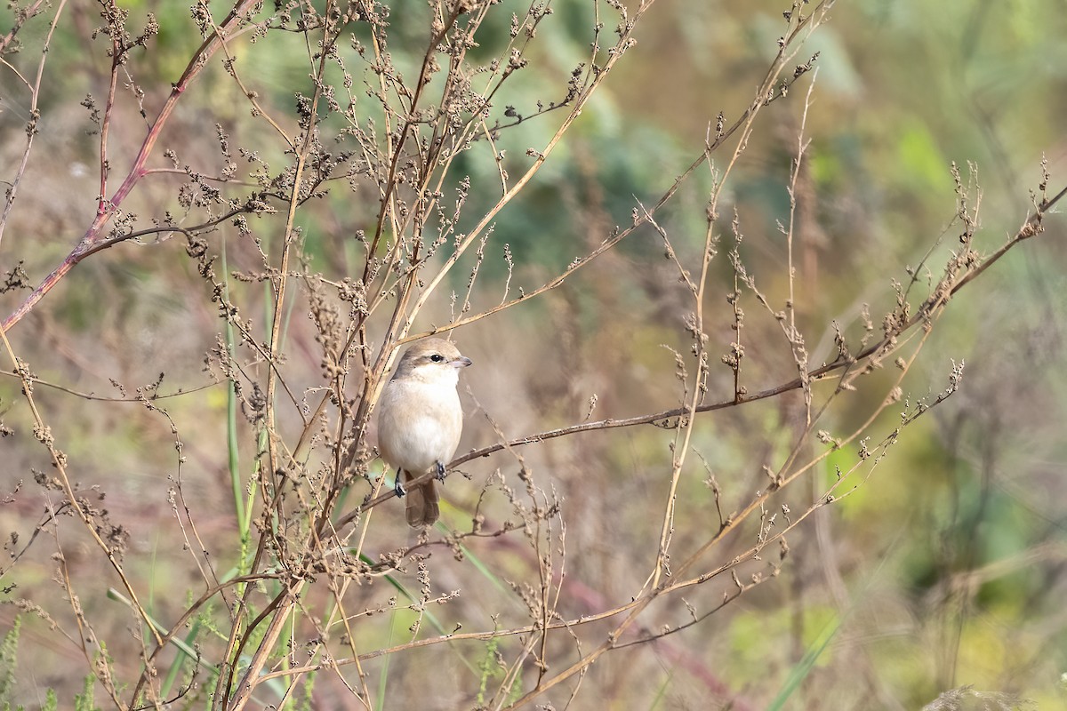 Isabelline Shrike - ML640022271