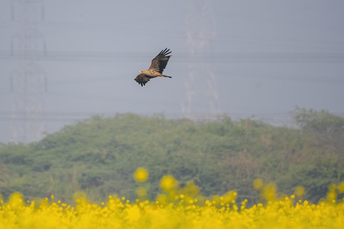 Imperial Eagle - ML640022278