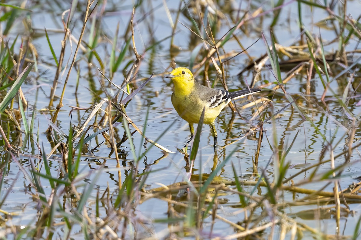 Citrine Wagtail - ML640022285