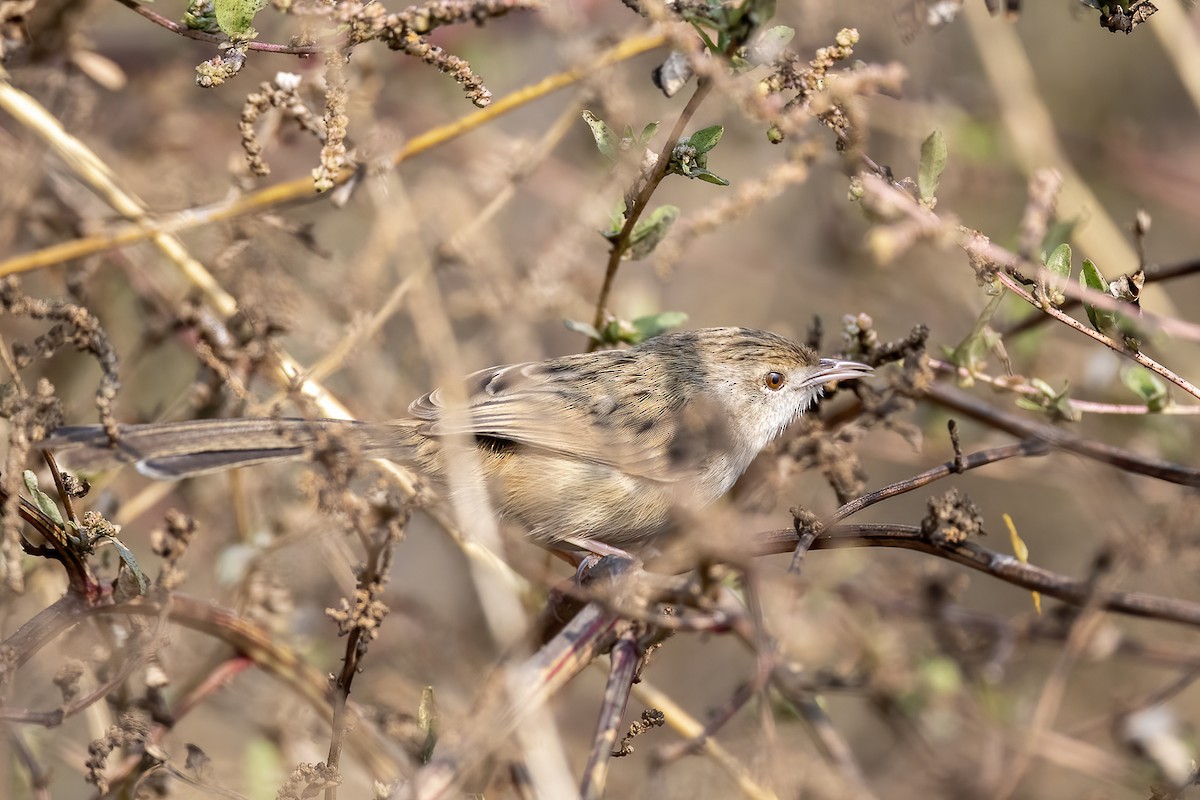 Delicate Prinia - ML640022291