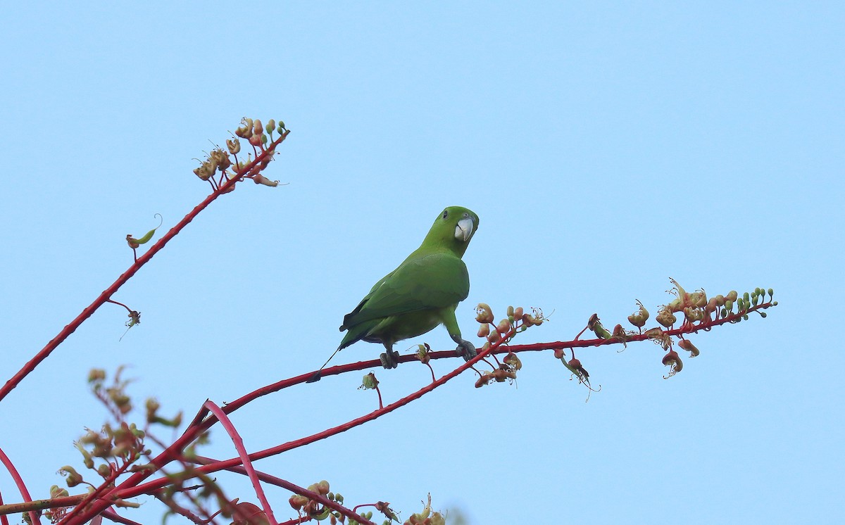 Green Racquet-tail - ML640022294