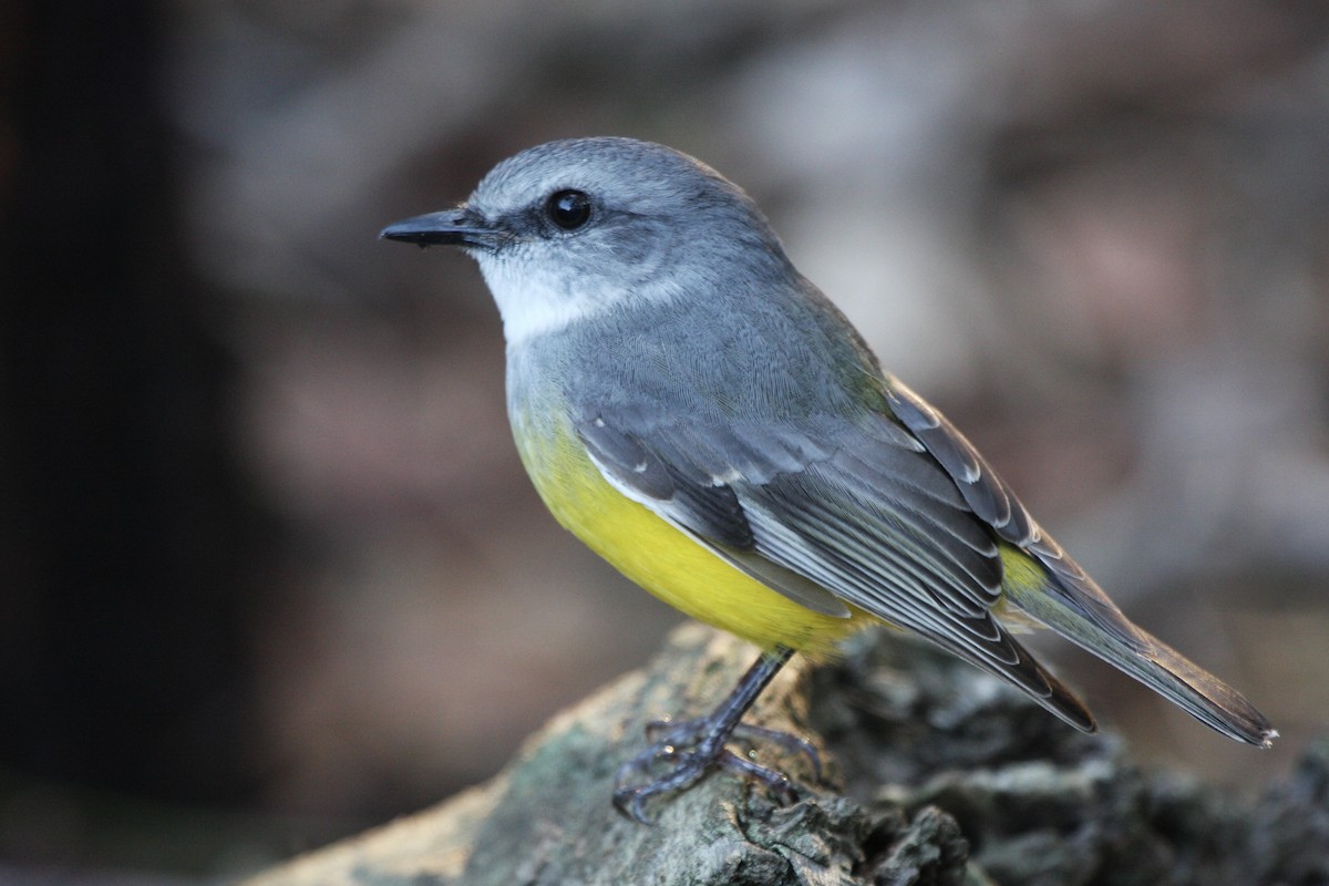 Western Yellow Robin - ML640022295