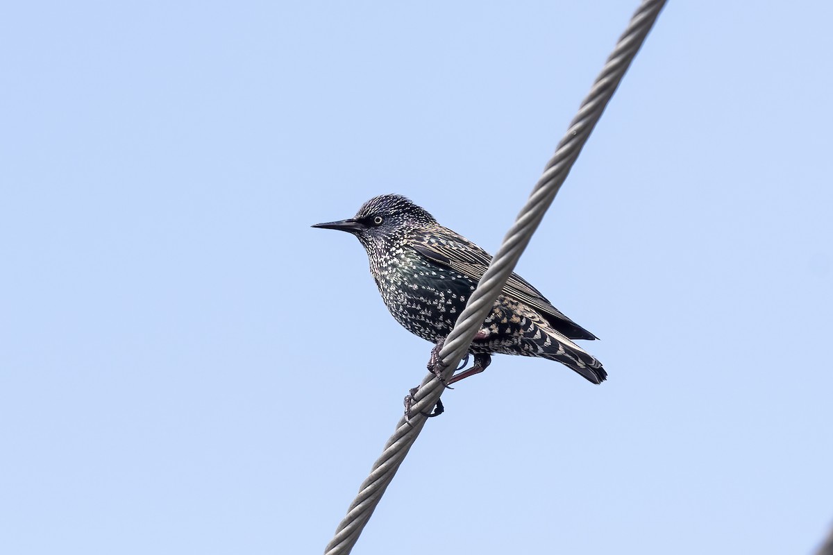 European Starling - ML640022299