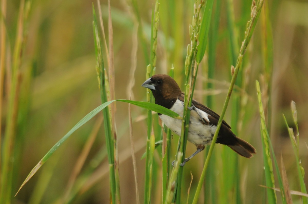 Javan Munia - ML640022309