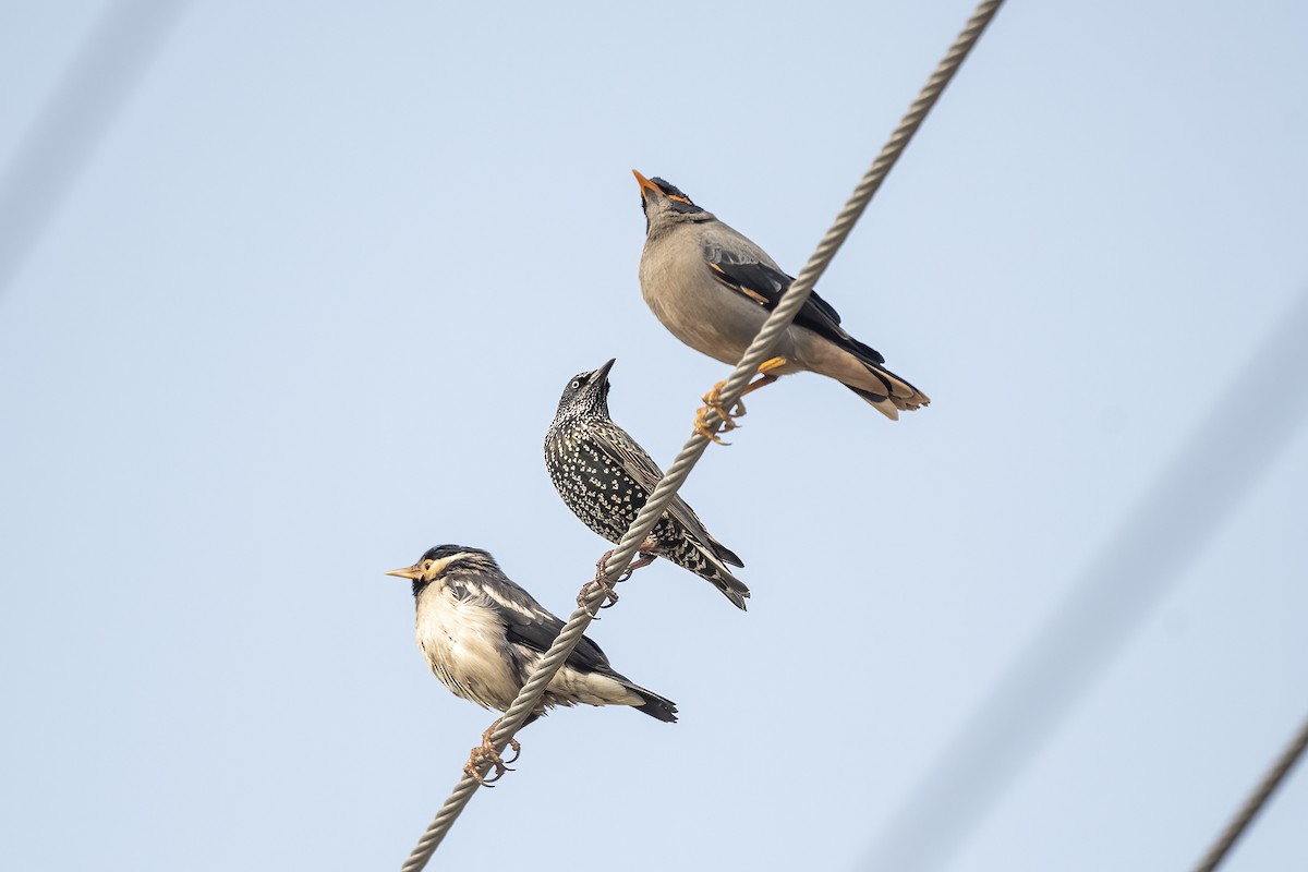 European Starling - ML640022310