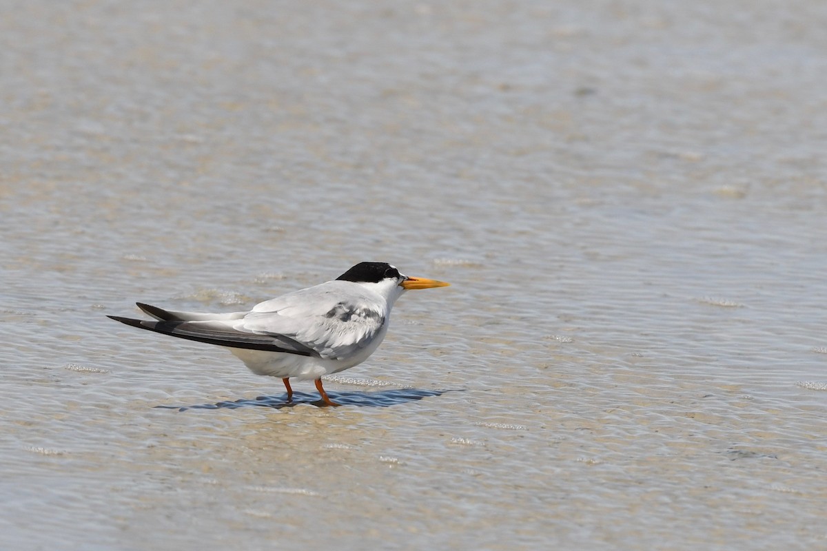 Little Tern - ML640022327
