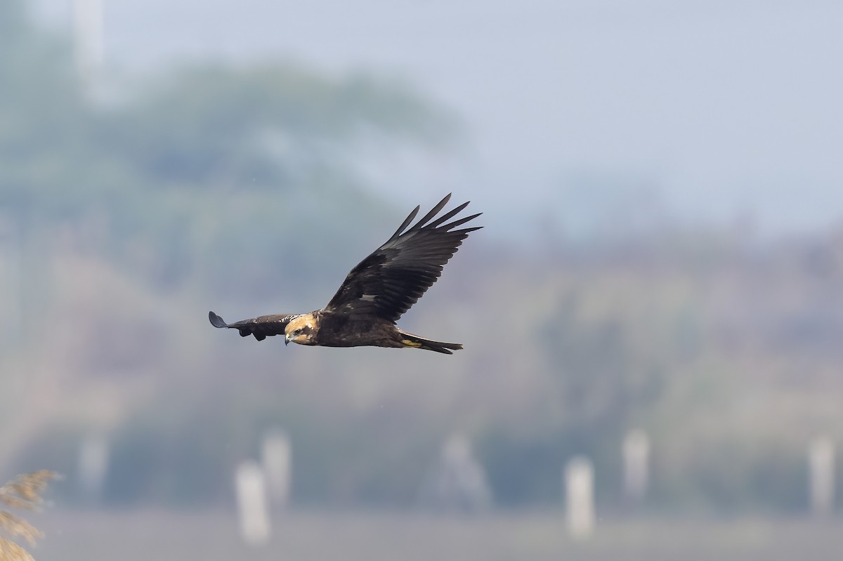 Western Marsh Harrier - ML640022329