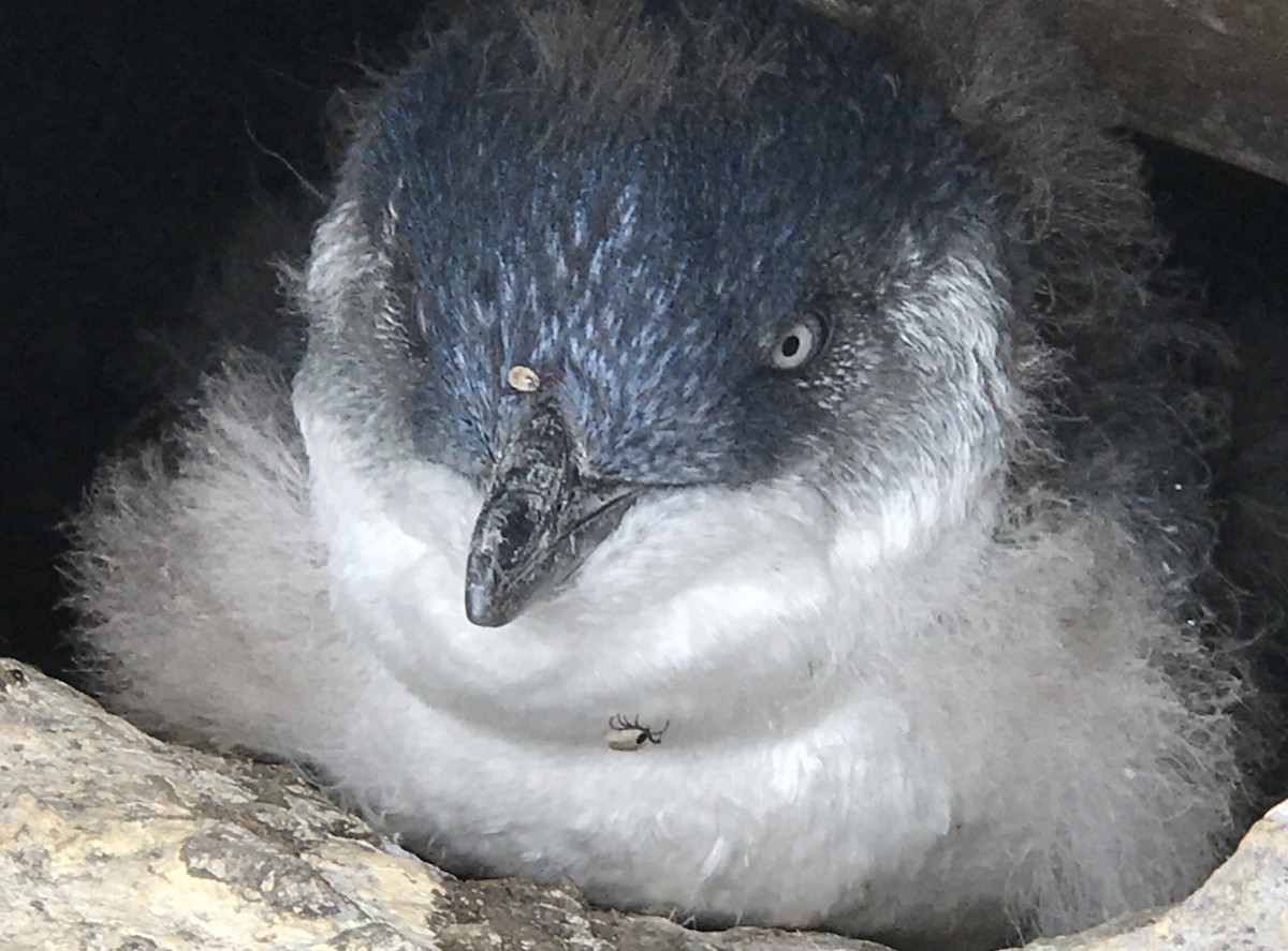 Little Penguin - ML640022341