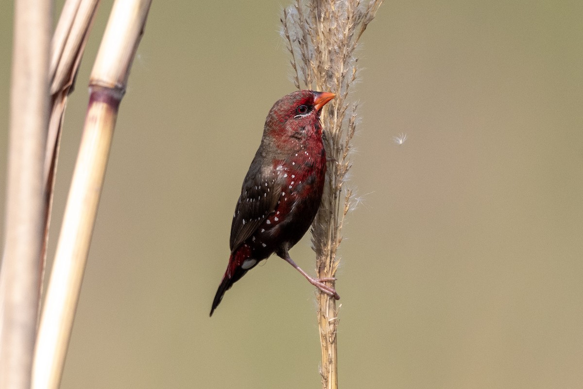 Red Avadavat - ML640022359