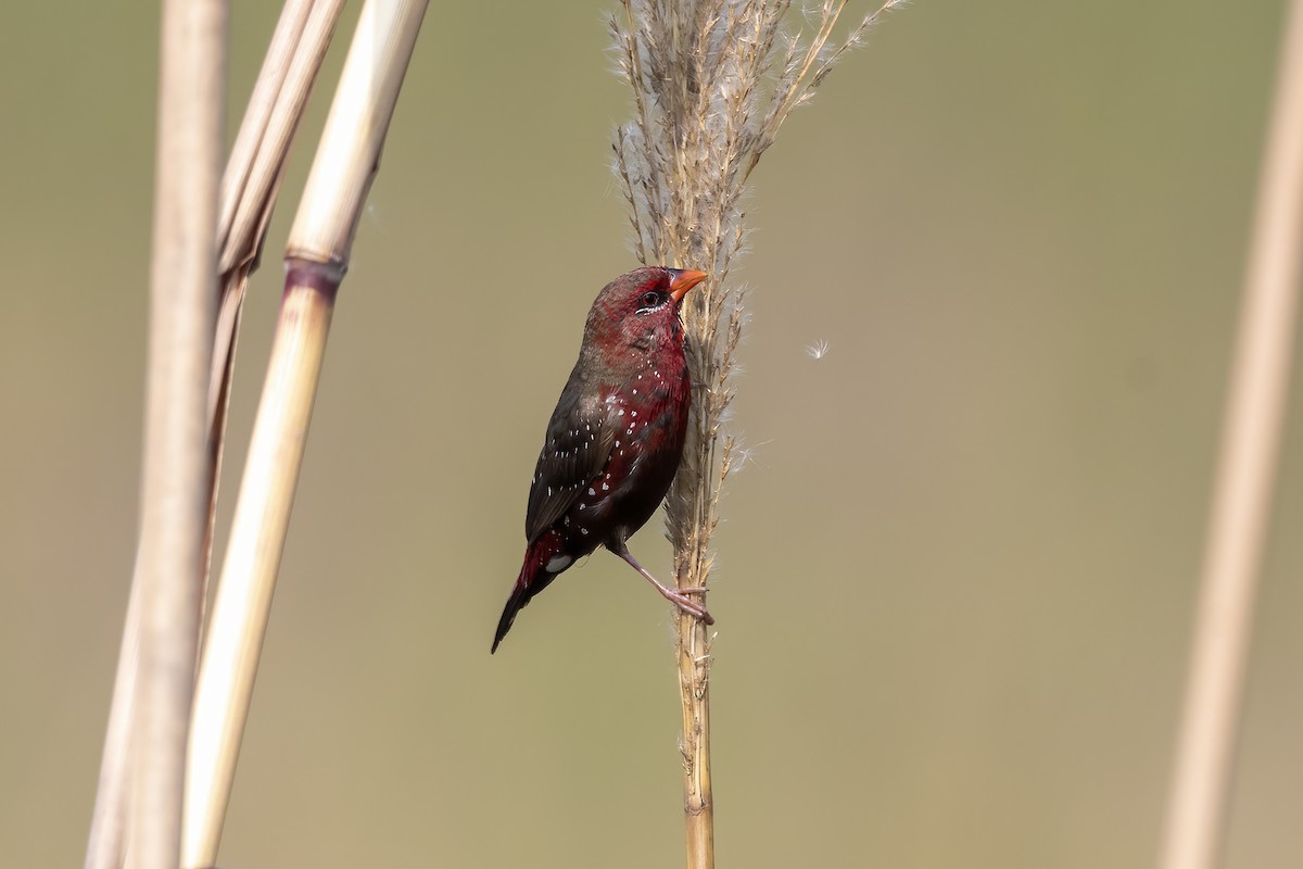 Red Avadavat - ML640022360