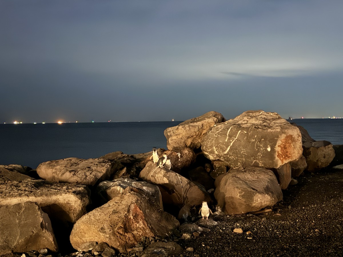 Little Penguin - ML640022361