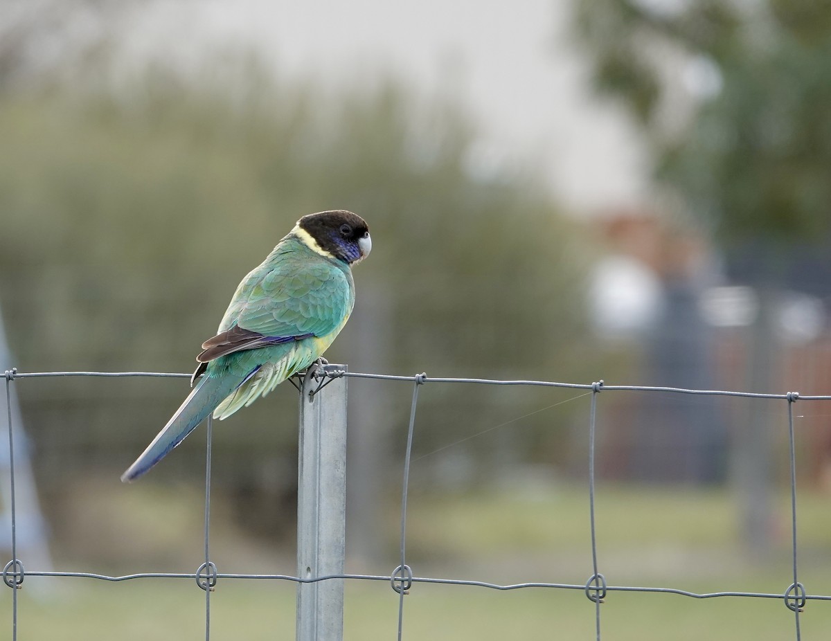Australian Ringneck - ML640022404