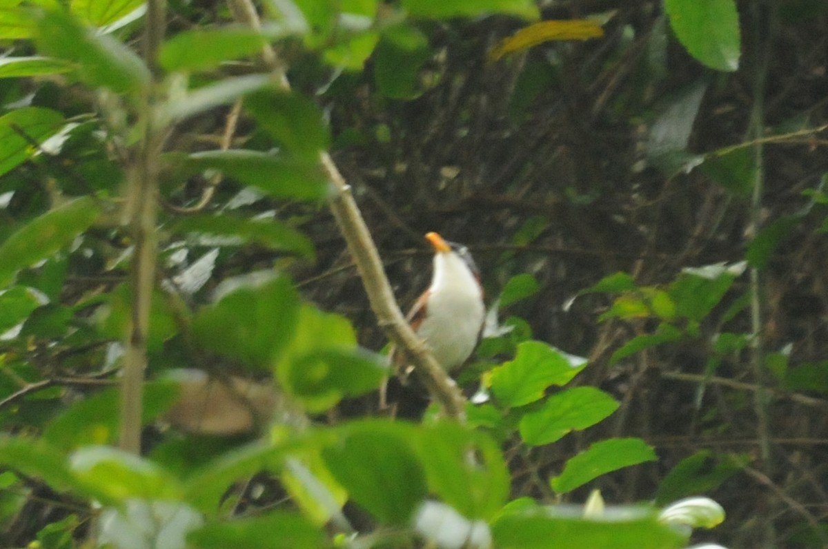 Javan Scimitar-Babbler - ML640022409
