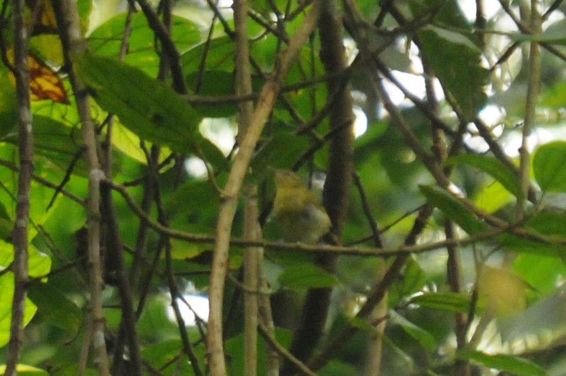 Mountain Leaf Warbler - ML640022419