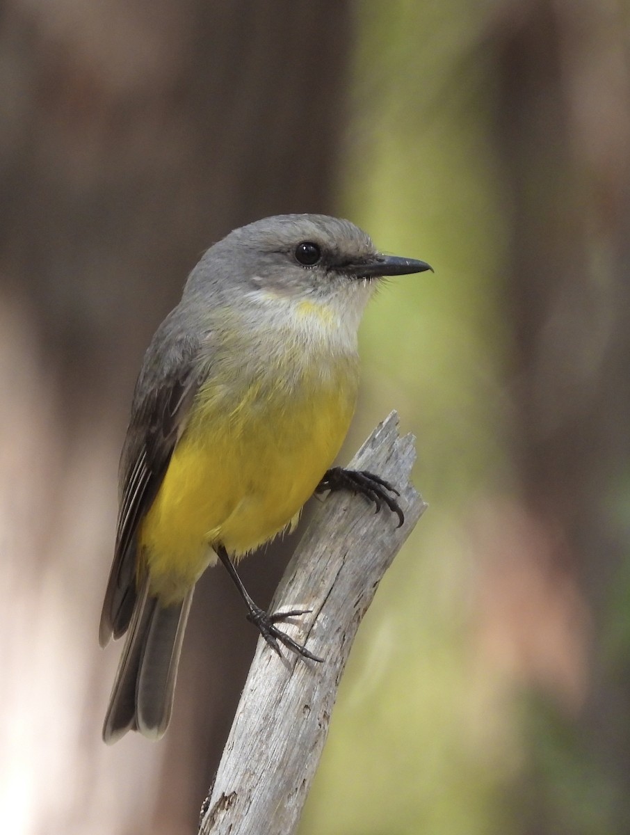 Western Yellow Robin - ML640022426