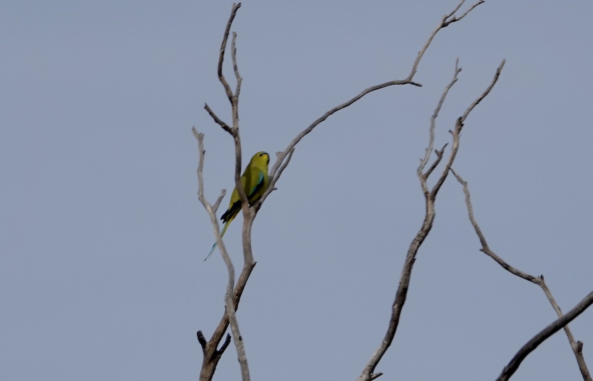 Elegant Parrot - ML640022432