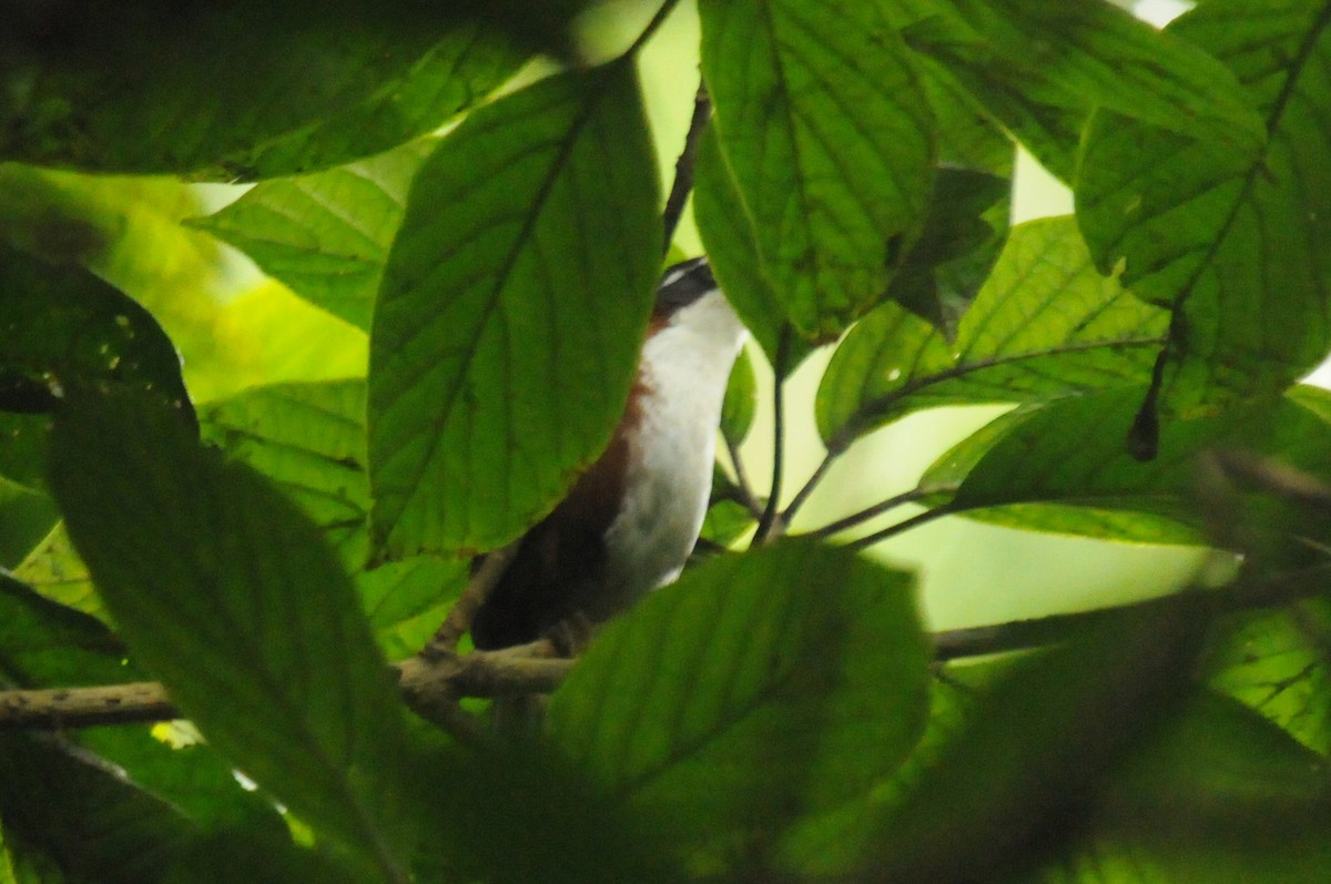 Javan Scimitar-Babbler - ML640022444
