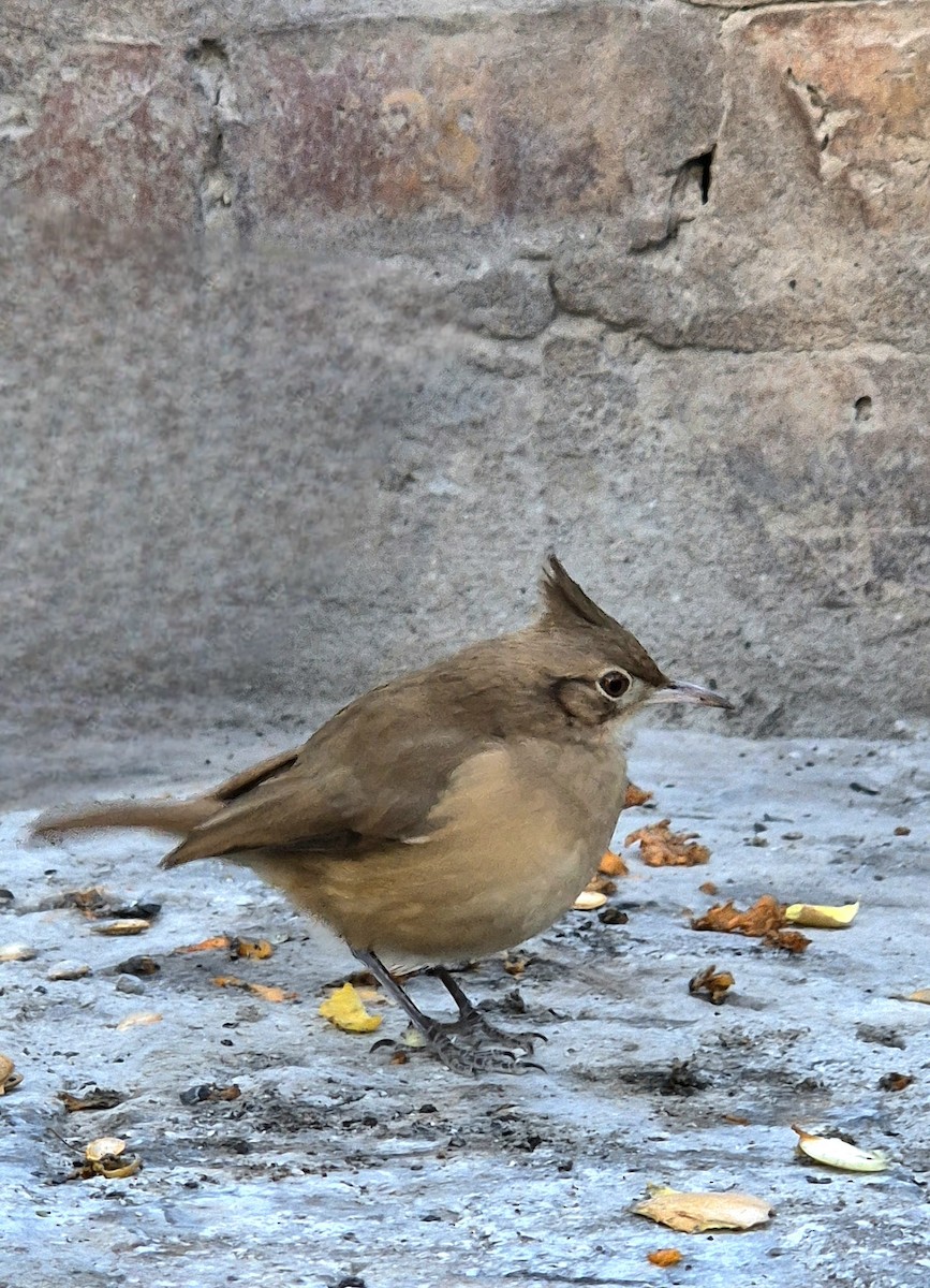 Crested Hornero - ML640022599
